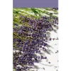 Geuren|ohgreen Essentials scented stick lavender touch