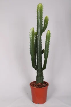Ecocheques|Groene Planten|ohgreen Euphorbia cowboycactus