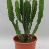 Cactus - Succulent - Sanseveria|Ecocheques|ohgreen Euphorbia triangularis