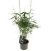 Vaste Planten|Ecocheques|ohgreen Fargesia r.pingwu p17 niet woekerende bamboe