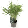 Vaste Planten|Ecocheques|ohgreen Fargesia rufa p17 niet woekerende bamboe