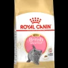 Kat Voeding|Werelddierendag|ohgreen Fbn kitten british shorthair 2kg