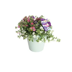 Voorjaar|Ecocheques|ohgreen Festival kleuren in pot Aqua-Easy