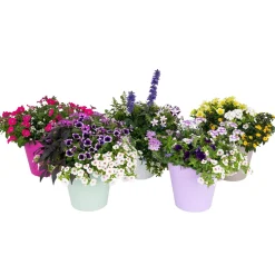 Voorjaar|Ecocheques|ohgreen Festival kleuren in pot Aqua-Easy