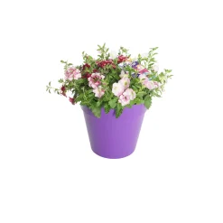 Voorjaar|Ecocheques|ohgreen Festival kleuren in pot Aqua-Easy