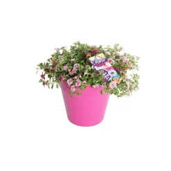 Voorjaar|Ecocheques|ohgreen Festival kleuren in pot Aqua-Easy