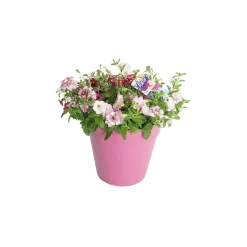 Voorjaar|Ecocheques|ohgreen Festival kleuren in pot Aqua-Easy
