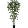 Sfeermakers|ohgreen Ficus bont in plastic pot - h210xd100cm