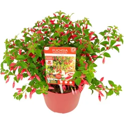 Vaste Planten|Ecocheques|ohgreen Fuchsia Chilli Red