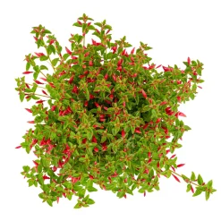 Vaste Planten|Ecocheques|ohgreen Fuchsia Chilli Red
