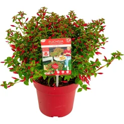 Vaste Planten|Ecocheques|ohgreen Fuchsia Chilli Red