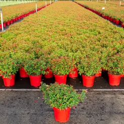 Vaste Planten|Ecocheques|ohgreen Fuchsia Chilli Red