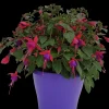 Voorjaar|Ecocheques|ohgreen Fuchsia staand p19 h20
