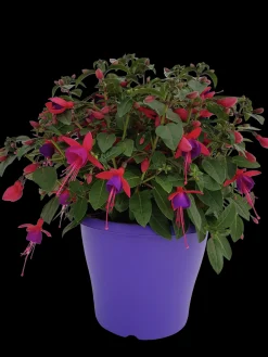 Voorjaar|Ecocheques|ohgreen Fuchsia staand p19 h20