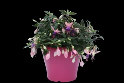 Voorjaar|Ecocheques|ohgreen Fuchsia staand p19 h20