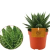 Groene Planten|Ecocheques|ohgreen Gasteria aurora