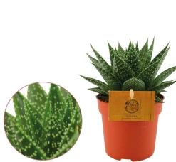 Groene Planten|Ecocheques|ohgreen Gasteria aurora