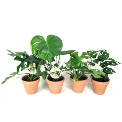 Groene Planten|Ecocheques|ohgreen Gatenplant (Monstera)