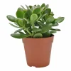 Cactus - Succulent - Sanseveria|Ecocheques|ohgreen Geldboom ( Crassula Ovata sunset )
