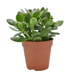 Cactus - Succulent - Sanseveria|Ecocheques|ohgreen Geldboom ( Crassula Ovata sunset )