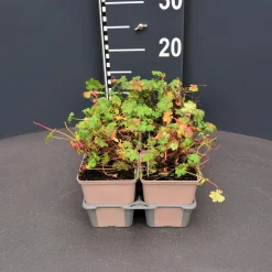 Vaste Planten|Ecocheques|ohgreen Geranium cant.biokovo 6pack vaste plant geranium