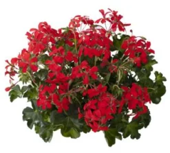Voorjaar|Ecocheques|ohgreen Geranium hang p12