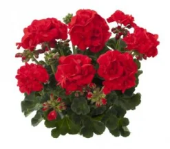 Voorjaar|Ecocheques|ohgreen Geranium recht p12
