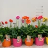 Voorjaar|Ecocheques|ohgreen Gerbera garvinea p19