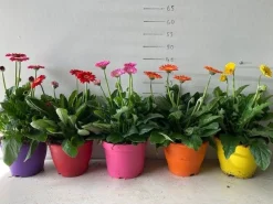 Voorjaar|Ecocheques|ohgreen Gerbera garvinea p19