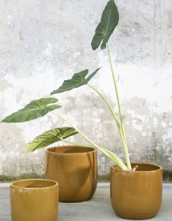 Potten En Vazen|ohgreen Glazed shades Pot mosterd d22 h20