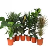Ecocheques|Groene Planten|ohgreen Groene plant mix