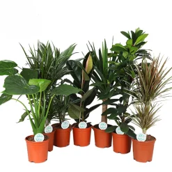 Ecocheques|Groene Planten|ohgreen Groene plant mix