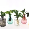 Mediterrane Planten|Ecocheques|ohgreen Groenmix in Glas