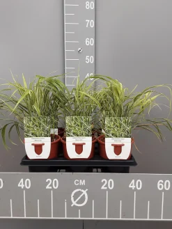 Ecocheques|Vaste Planten|ohgreen Hakonechloa macra