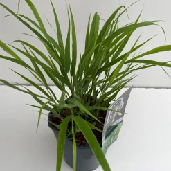Vaste Planten|Ecocheques|ohgreen Hakonechloa macra ( Hakonegras )
