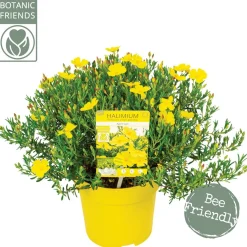 Struiken|Ecocheques|ohgreen Halimium april sun p17 h30