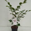 Struiken|Ecocheques|ohgreen Hamamelis intermedia Feuerzauber ( Toverhazelaar )