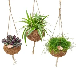 Groene Planten|Ecocheques|ohgreen Hangende sierpot kokodama p15 h15