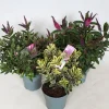 Ecocheques|Najaar|ohgreen Hebe addenda mix