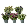 Najaar|Ecocheques|ohgreen Hebe addenda mix