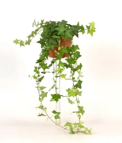 Groene Planten|Ecocheques|ohgreen Hedera helix groen p13 h20