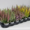 Najaar|Ecocheques|ohgreen Heide Garden Girls