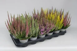 Najaar|Ecocheques|ohgreen Heide Garden Girls