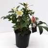 Najaar|Ecocheques|ohgreen Helleborus in varieteiten