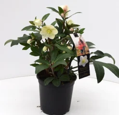 Najaar|Ecocheques|ohgreen Helleborus in varieteiten