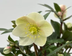 Najaar|Ecocheques|ohgreen Helleborus in varieteiten