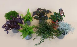 Najaar|Ecocheques|ohgreen Herfstmix