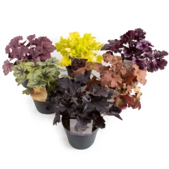 Vaste Planten|Ecocheques|ohgreen Heuchera indian summer (Purperklokje)
