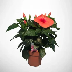Voorjaar|Ecocheques|ohgreen Hibiscus Rosa Sinensis