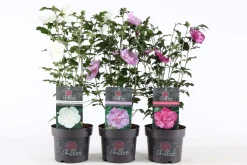 Struiken|Ecocheques|ohgreen Hibiscus syriacus of tuinhibiscus p19 h60